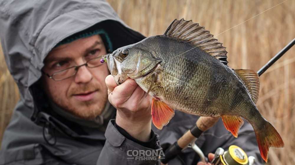 najskuteczniejsze przynęty na okonia